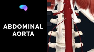 Abdominal Aorta Anatomy Overview (3D Anatomy Tutorial) | UKMLA | CPSA