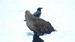 Webcam - White Tailed Eagle (Haliaeetus albicilla)