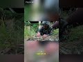 how china army training ? #chinaarmy #army #latihantentara #latihanperang #latihanmenembak #warchina