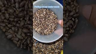 Castor seeds to make jamaican black castor oil hair butter for hair growth