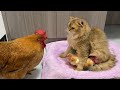 When the hen bullied the cat a group of chicks bit the henthe funniest animals in the worldcute