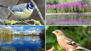 A Year at a UK Nature Reserve  Bird Names & Nature Sounds | Nature Documentary