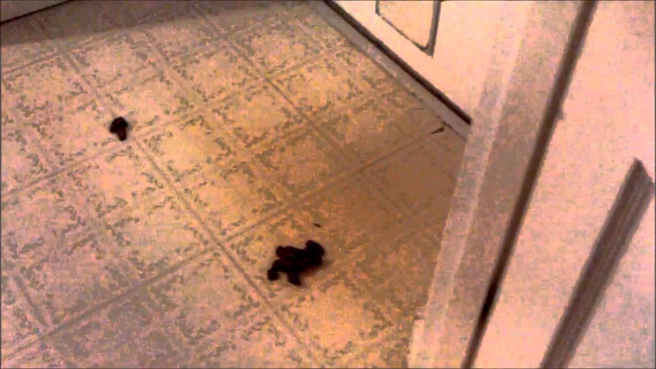 Dog Poop in the Morning YouTube