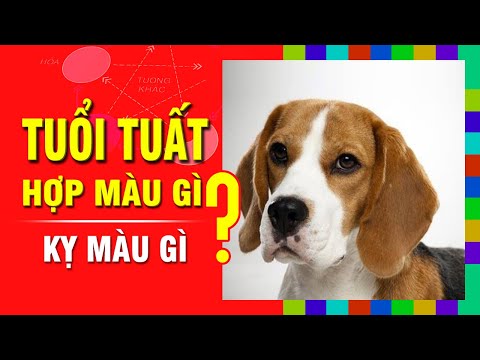 Tuổi Tuất Kỵ Màu Gì? - Bí Quyết Chọn Màu Phong Thủy May Mắn