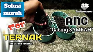 Ternak & Rawat Anis Kembang indukan cukup dgn Full cacing sampah 'ANC' (MERAH)