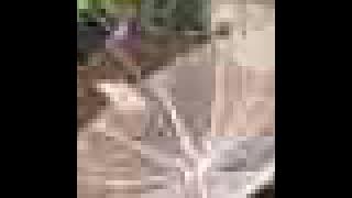 Download lagu Lagu Aceh - Parabola 2