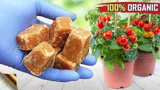 A 2-IN-1 FREE FERTILIZER + PESTICIDE FOR PLANTS  | WASTE DECOMPOSER MIRACLES