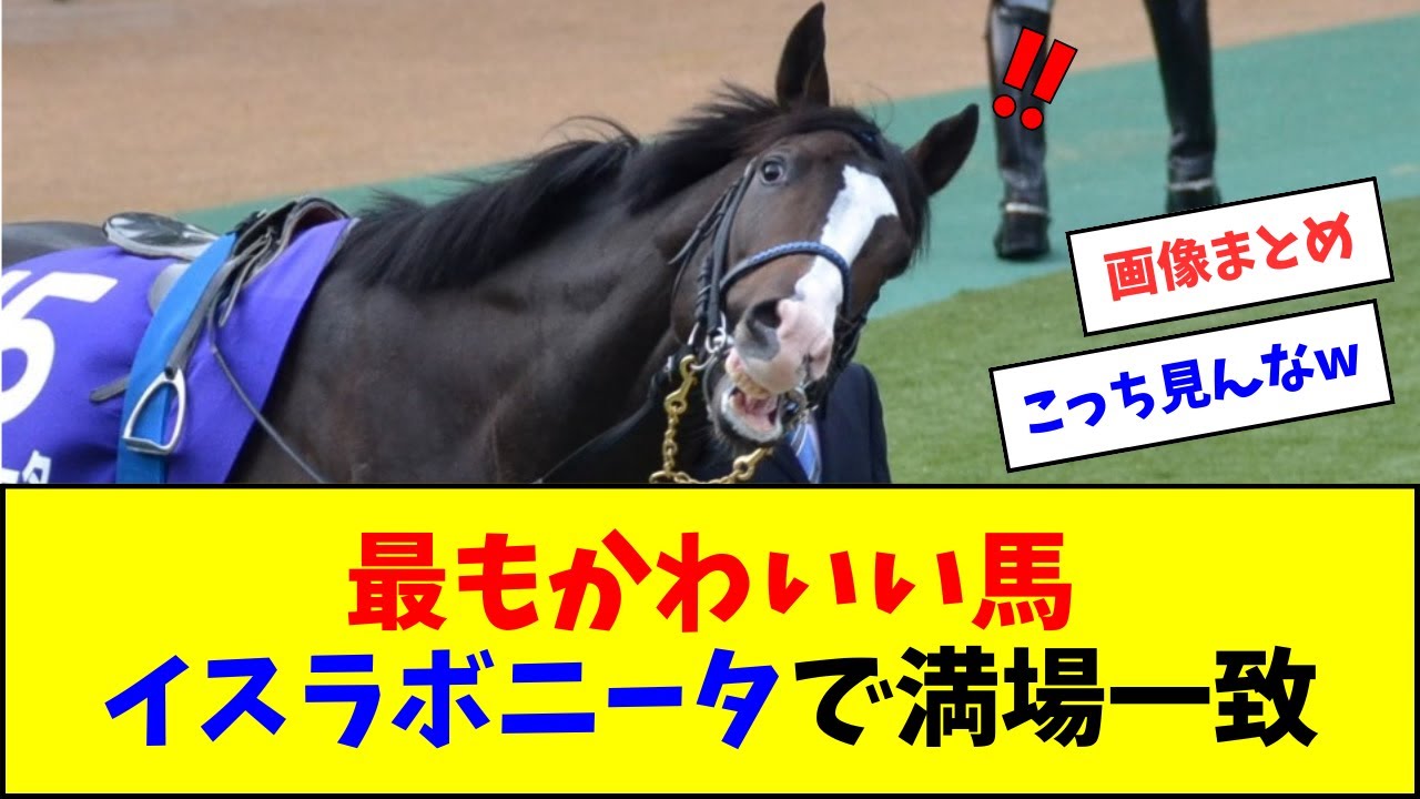 最もかわいい馬、イスラボニータで満場一致【反応集】