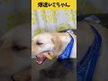 【ASMR 爆速レミちゃん46】豚のしっぽをコリコリと美味しそうに食べるレミちゃんの咀嚼音/Raw Feeding Dogs asmr #shorts