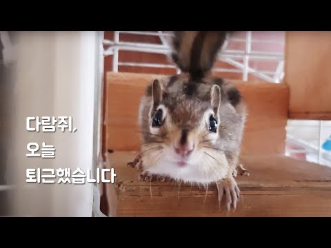 다람쥐 오늘 퇴근했습니다