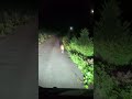 イノシシ