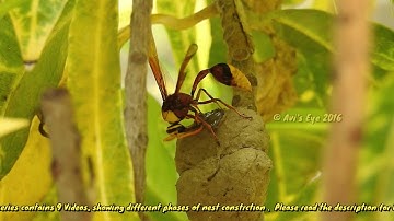 Mud Dauber Wasp building Mud Nest  Part 1