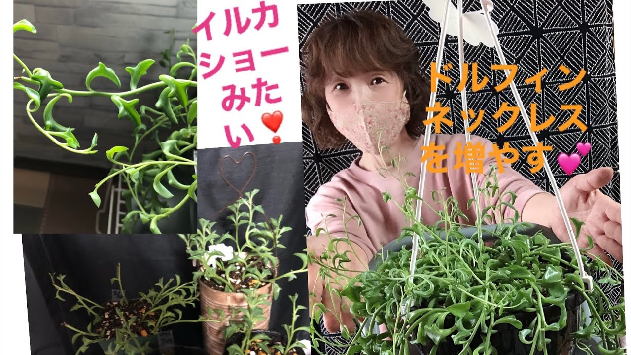 多肉植物 ドルフィンネックレスを挿し穂で増やす 21 3 6 Youtube