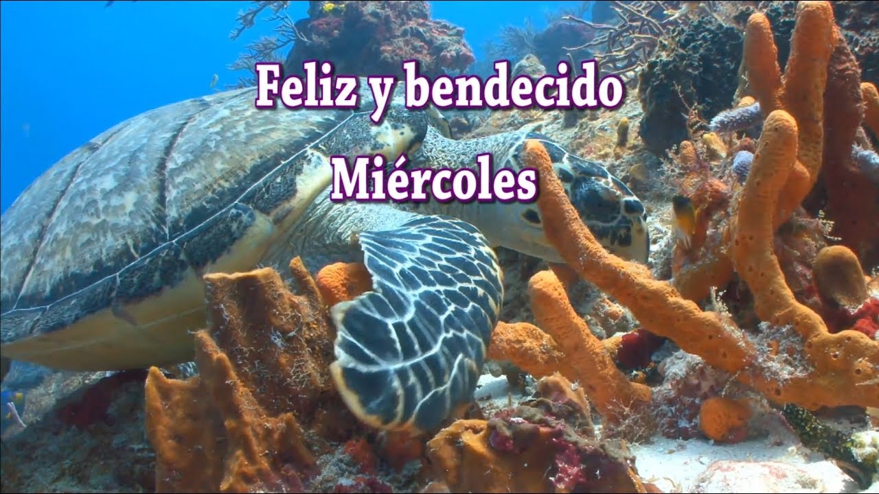 Feliz y Bendecido Miércoles donante y donatario