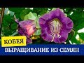 🌼Выращиваем кобею из семян. Посев кобеи. Уход за рассадой кобеи🌼