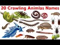 20 Crawling Animals for Kids | Learn Animal Names with Pictures &amp; Fun Educational Video