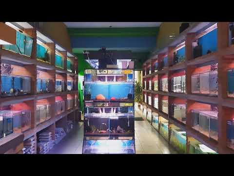 Conheça a loja : Galeria Oceânica – Aquarismo e Peixes Ornamentais  em São Paulo- SP