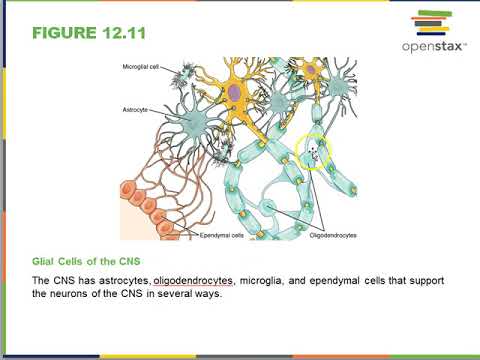 Nervous System and tissue Openstax Ch 12 - YouTube