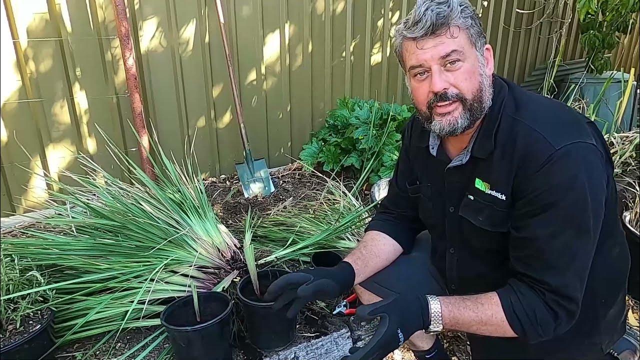how-to-maintain-dianella-youtube