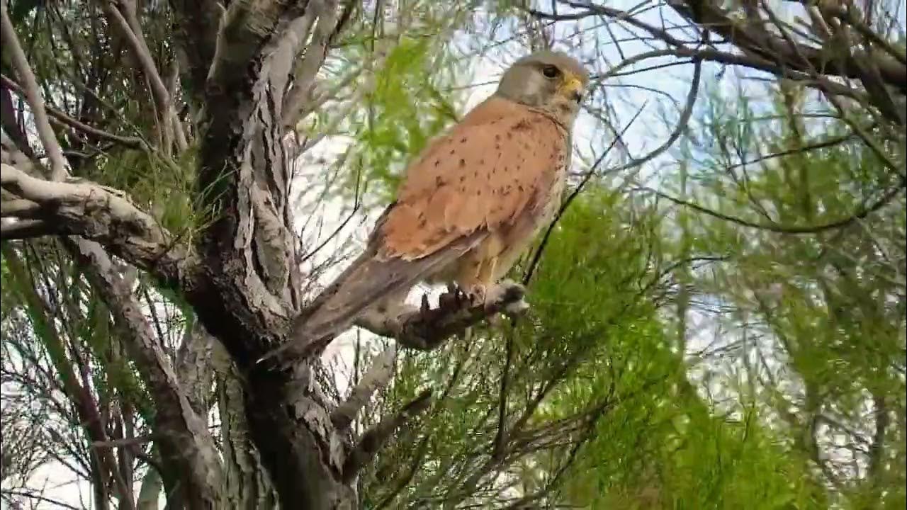 Common male kestrel swings at wind בז מצוי זכר מתנודד ברוח YouTube