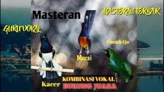 Guru vokal masteran burung juara kombinasi kacer murai cucak ijo cepat masuk