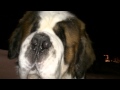 Walter St Bernard got a little too excited on this welcome home greeting....