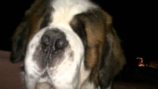Walter St Bernard got a little too excited on this welcome home greeting....