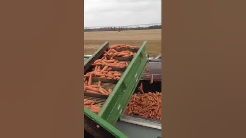 Vogel Engineering Carrot Harvester in action