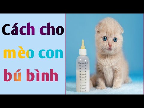 cách cho mèo con bú bình/cách cho mèo con bú sữa