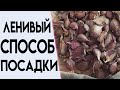 САМЫЙ ПРОСТОЙ СПОСОБ ПОСАДКИ ЧЕСНОКА | СЕКРЕТЫ ОТ КОРЕЙСКОЙ БАБУШКИ