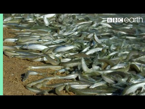 Why Are These Fish Beaching Themselves? | BBC Earth