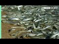 Why Are These Fish Beaching Themselves? | BBC Earth