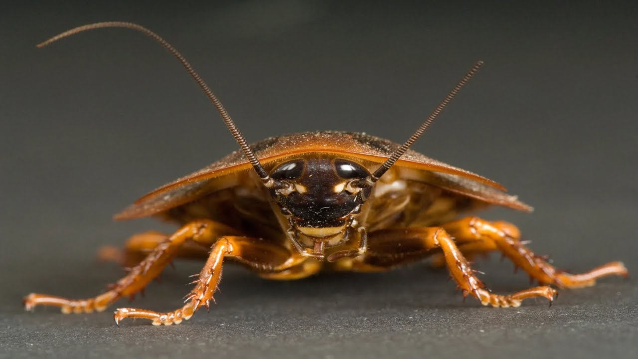 Instect Cockroach Cockroach insect - YouTube