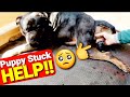 HELP!! My Puppy is Stuck!! - How to Free a Puppy Stuck in the Birth Canal - Magi's Litter