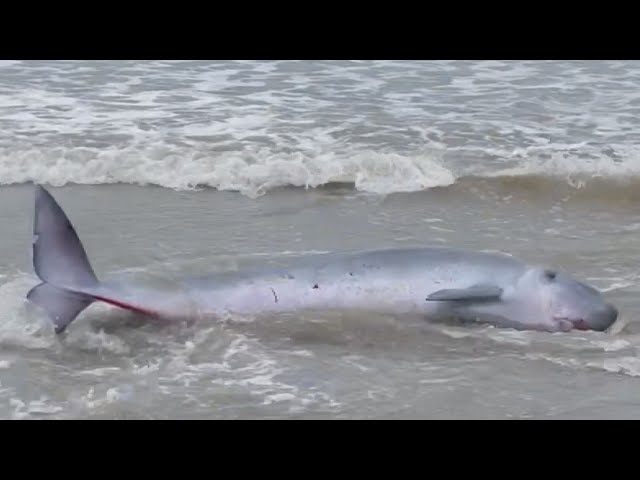 海岸にクジラが打ち上げられる 体長約2.6メートル重さは500キロ以上の