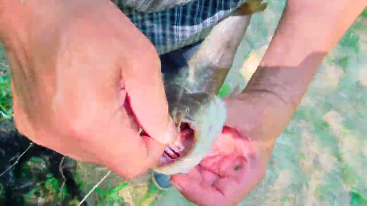 Pecanje Tikveš 06 07 2022