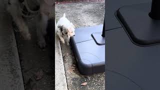 Cody finds an small snake #dog #doglover #dogshorts