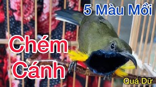 5 Màu Mồi Chém Cánh Kích Chim Lên Lửa Âm Chuẩn Kích Loa Dụ Bổi Nhanh