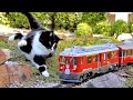 Katze vs gartenbahn v