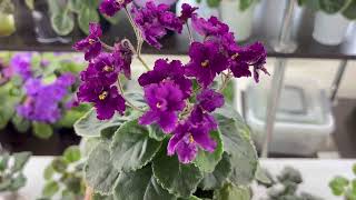 картинка: Продажа фиалок из Новокузнецка за 8.08.25 ватсап +79089505440