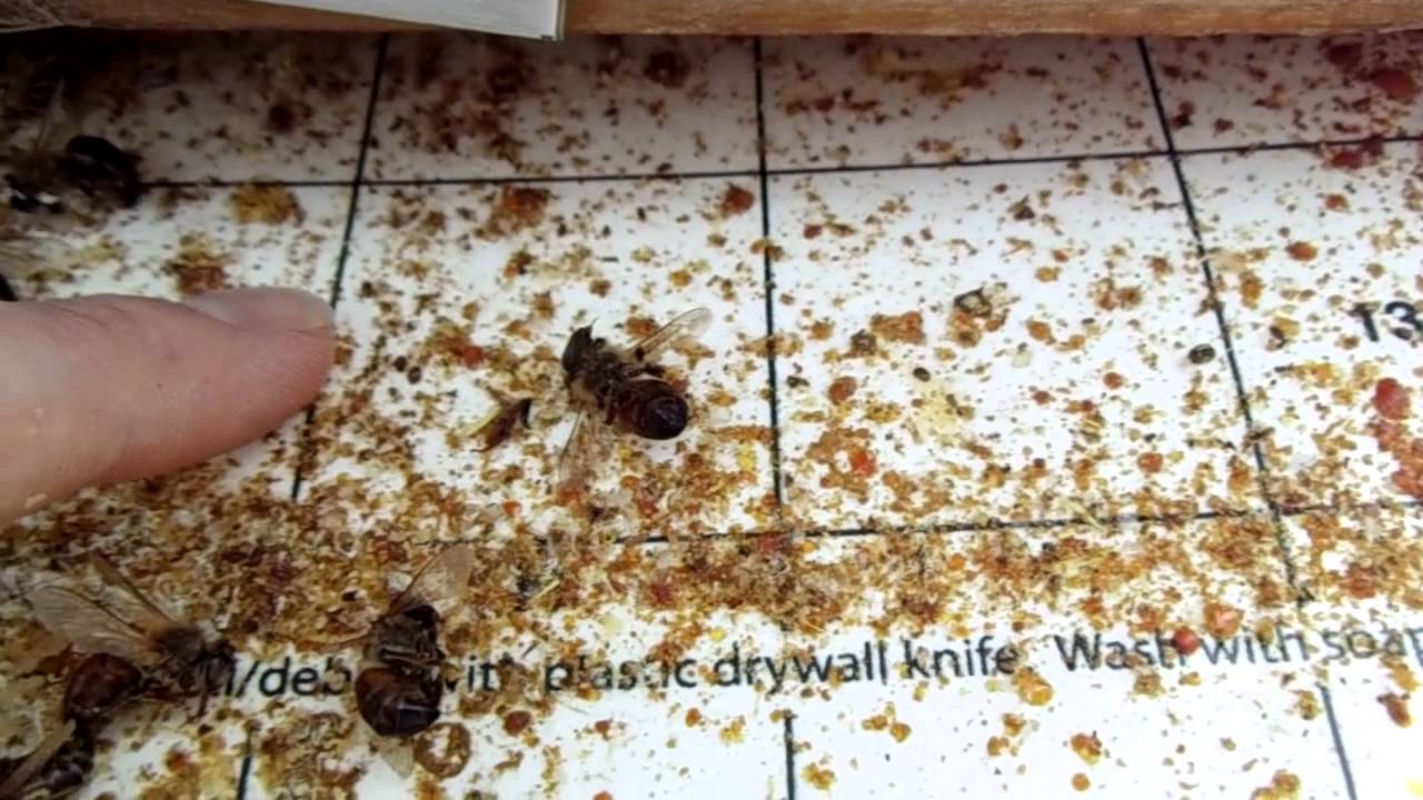 urban beekeeping 27 varroa mite screened bottom board explanation how to do quadrant counts varroa mites control
