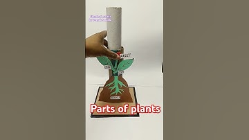 Parts of plants model #working #model #partsofplant #shortsfeed #tlm #shortsviral #shortsyoutube