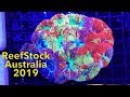 Corals of ReefStock Australia 2019