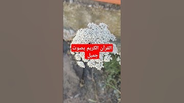 القرآن الكريم بصوت جميل #اكسبلور #قرآن #تيك_توك #quran #لايك #القرآن_الكريم
