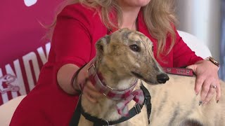 UIndy introduces new live mascot, Grady II