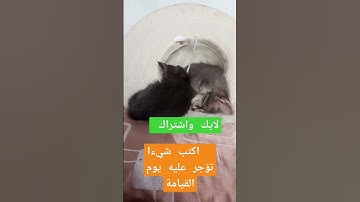 تلاوة ماشاء الله تبارك الرحمان  تريح النفوس وتخشع لها القلوب