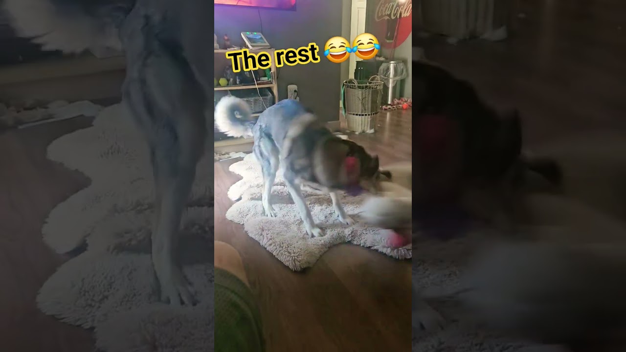 Husky Gets a new Toy! How long will it survive!? #husky #funnydog #huskylife #funnypet
