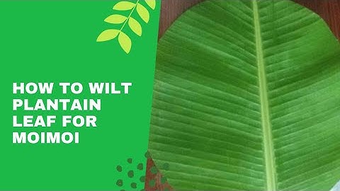 How to wilt plantain leaf for moimoi / plantain leaf for serving of food.