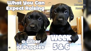 Puppies Weeks 5&6~Sound Desensitization~Weaning~Hazard Avoidance~What to Expect Raising a Litter