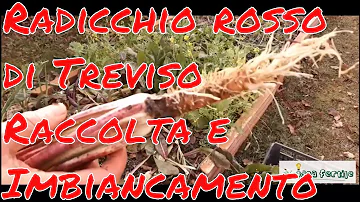Chi ha firmato Maastricht per l'Italia?